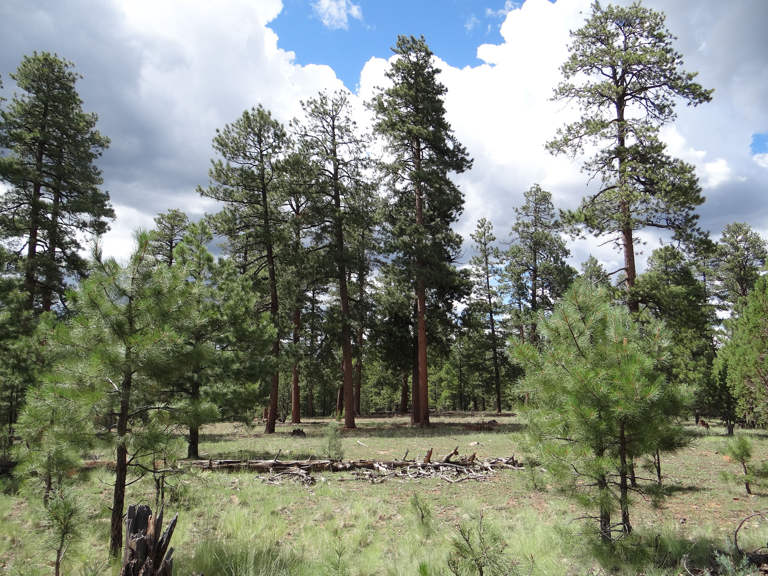 ECOSTRESS Satellite Feeding Forest Study with UMaine Partner